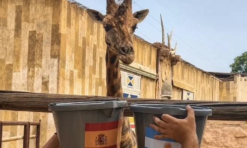 Two animal 'prophets' disagree before World Cup final