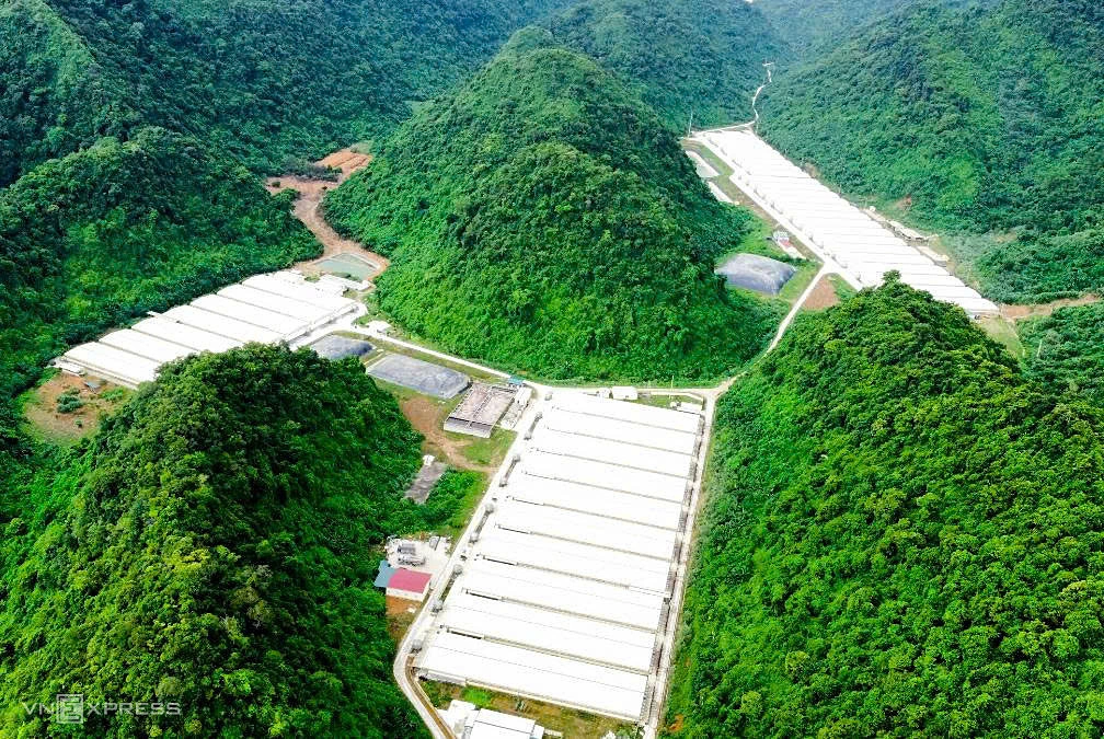 Three dead at pig farm