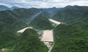 Comprehensive investigation ordered after five deaths at pig farm