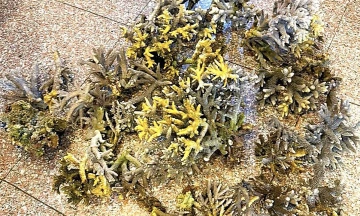 Two tourists break over 10 kg of coral at Nha Trang beach