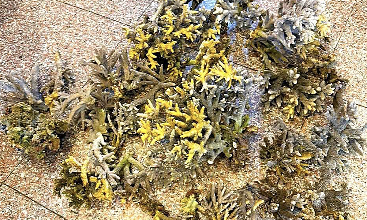 Two tourists break over 10 kg of coral at Nha Trang beach