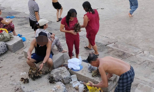 Authorities verify group breaking coral in Nha Trang sea
