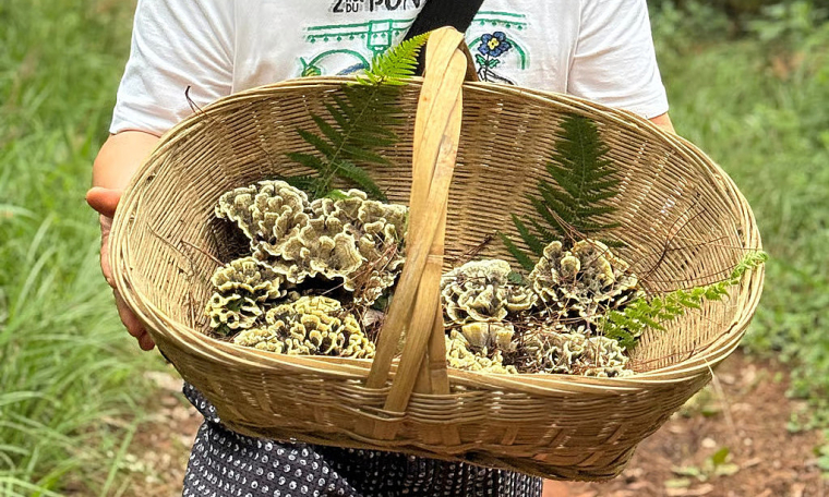 Hunting for wild mushrooms priced over 1,000 USD per kg in China