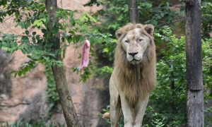 Thai lion correctly predicts World Cup champion