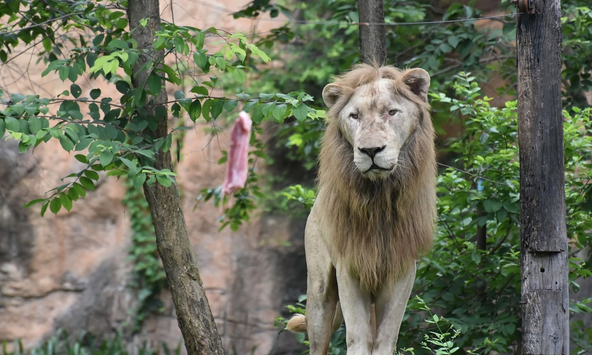 Thai lion correctly predicts World Cup champion