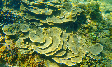 Coral 'forests' at Hon Chong beach previously damaged by tourists
