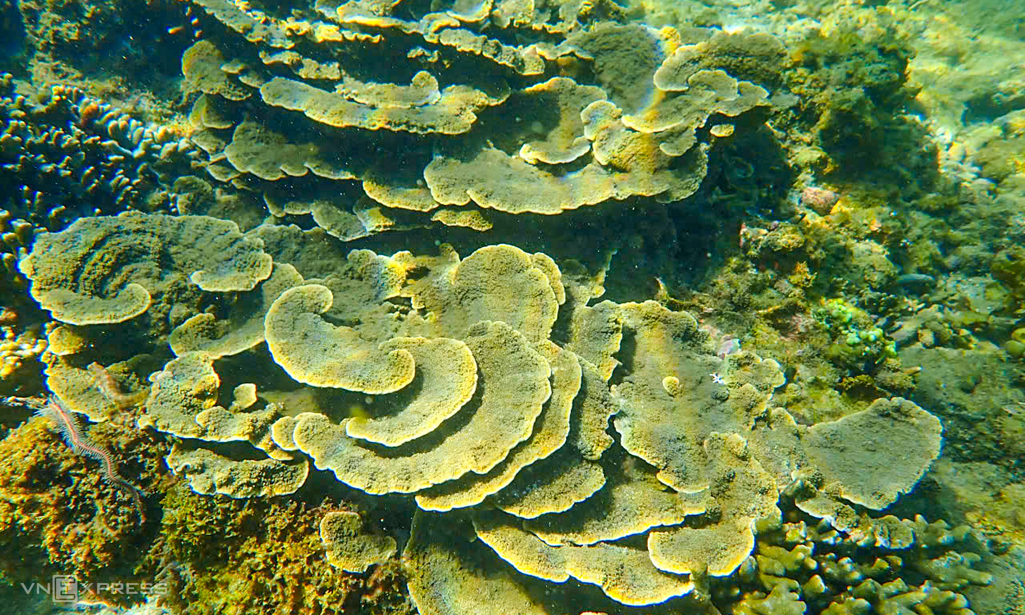 Coral 'forests' at Hon Chong beach previously damaged by tourists