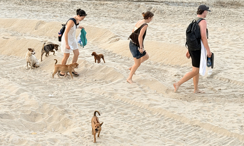 Da Nang establishes team to catch stray dogs and cats