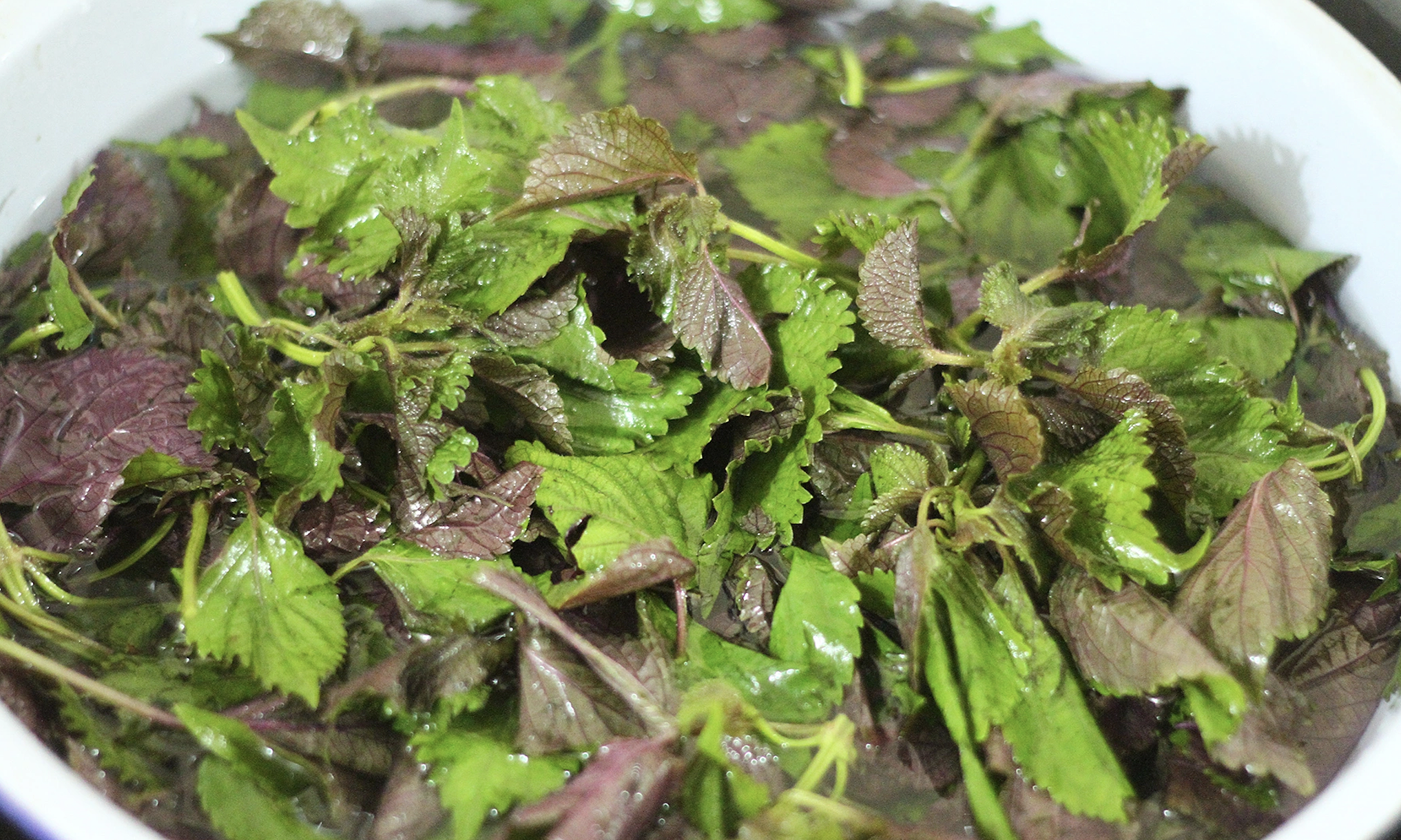 Steaming with perilla and green tea after childbirth to heal wounds?