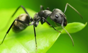 Michelin restaurant owner faces jail for ant ice cream