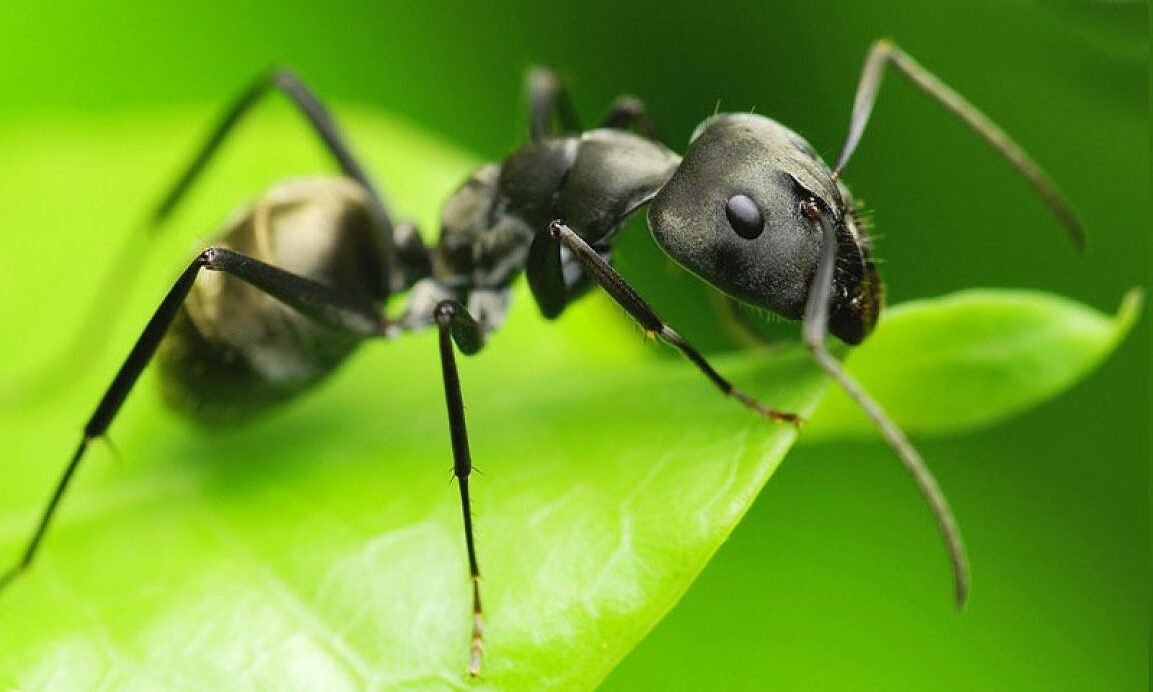 Michelin restaurant owner faces jail for ant ice cream