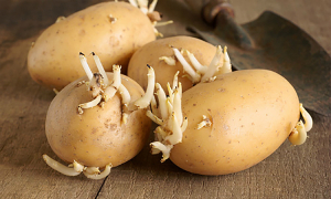Four people suspected of poisoning from eating sprouted potatoes