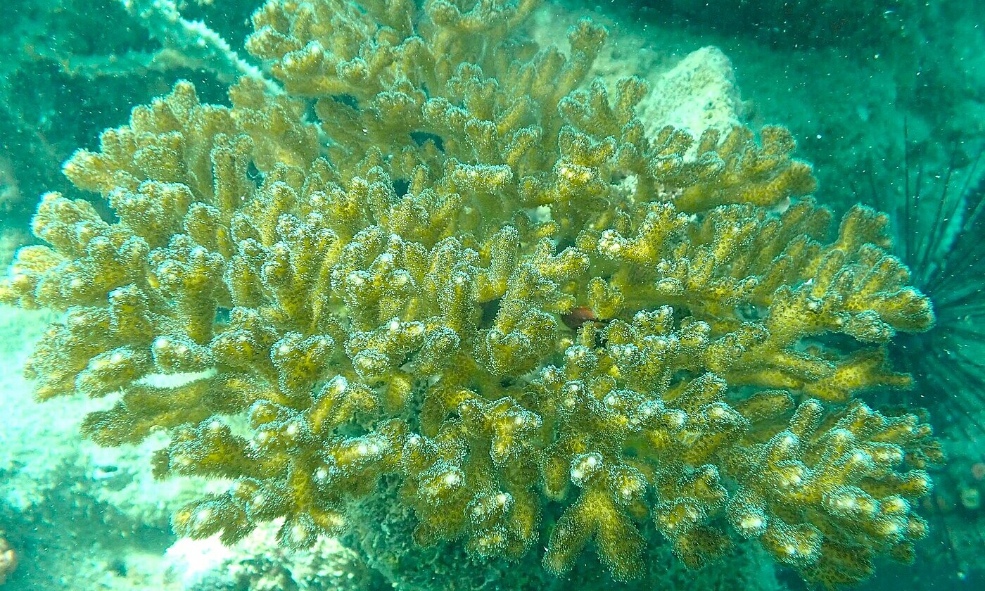 Two rare coral species recorded in Ca Mau marine protected area