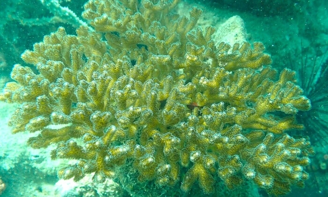 Two rare coral species recorded in Ca Mau marine protected area