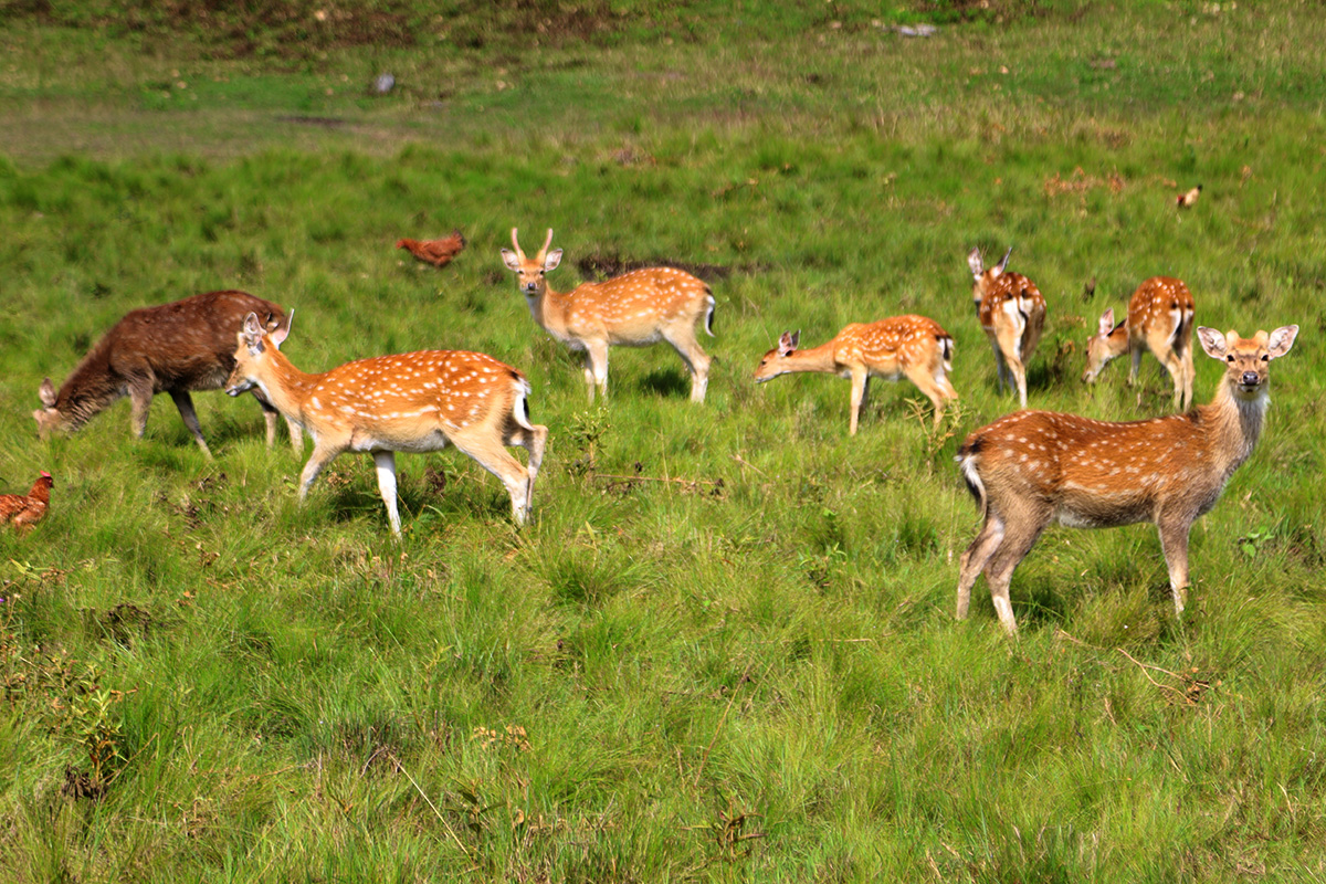 Deer and sambar populations revive at Kon Ka Kinh national park
