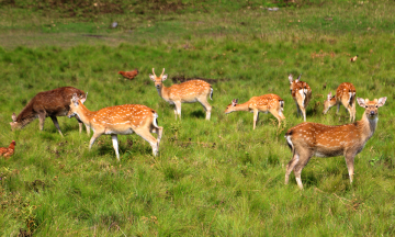 Deer and sambar populations revive at Kon Ka Kinh national park