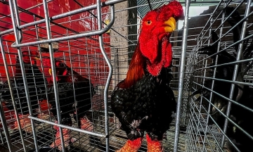 Woman sentenced to two years for smuggling Dong Tao chicken eggs into the US