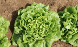 Nearly 2,000 people in the US infected with parasite, suspected from eating lettuce