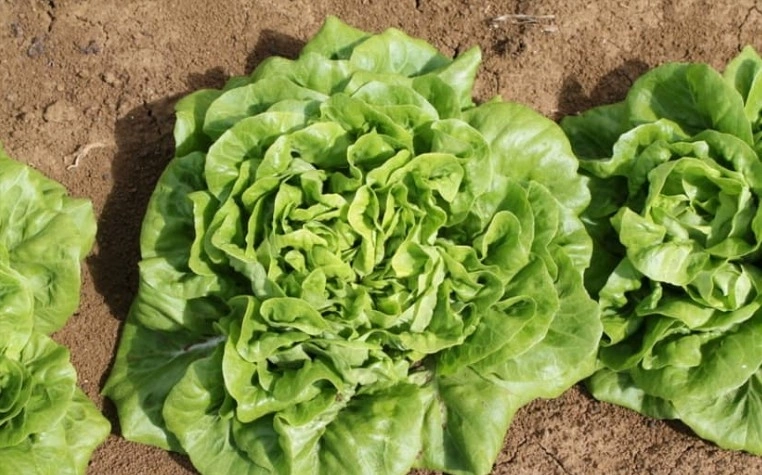 Nearly 2,000 people in the US infected with parasite, suspected from eating lettuce