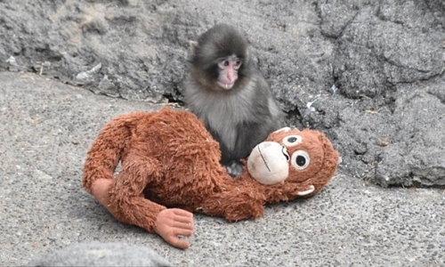 The heartwarming new life of an orphaned baby monkey who captured hearts