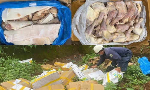 Gia Lai destroys nearly one ton of foul-smelling pork, chicken thighs