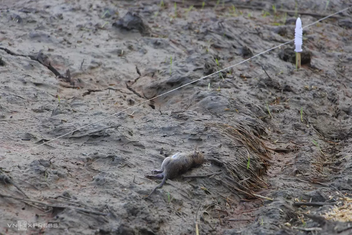 Death while trapping rats with electricity