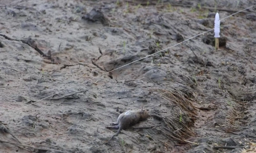 Death while trapping rats with electricity