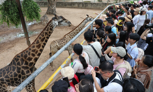 Thao Cam Vien welcomes nearly 1.3 million visitors in first half of year