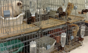 Japan rescues cats trapped in shopping mall after earthquake