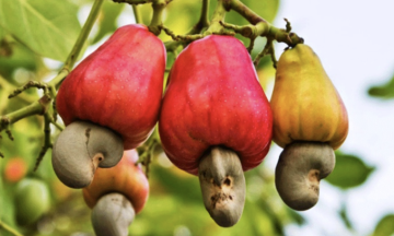 Raw cashew imports exceed 3 billion USD