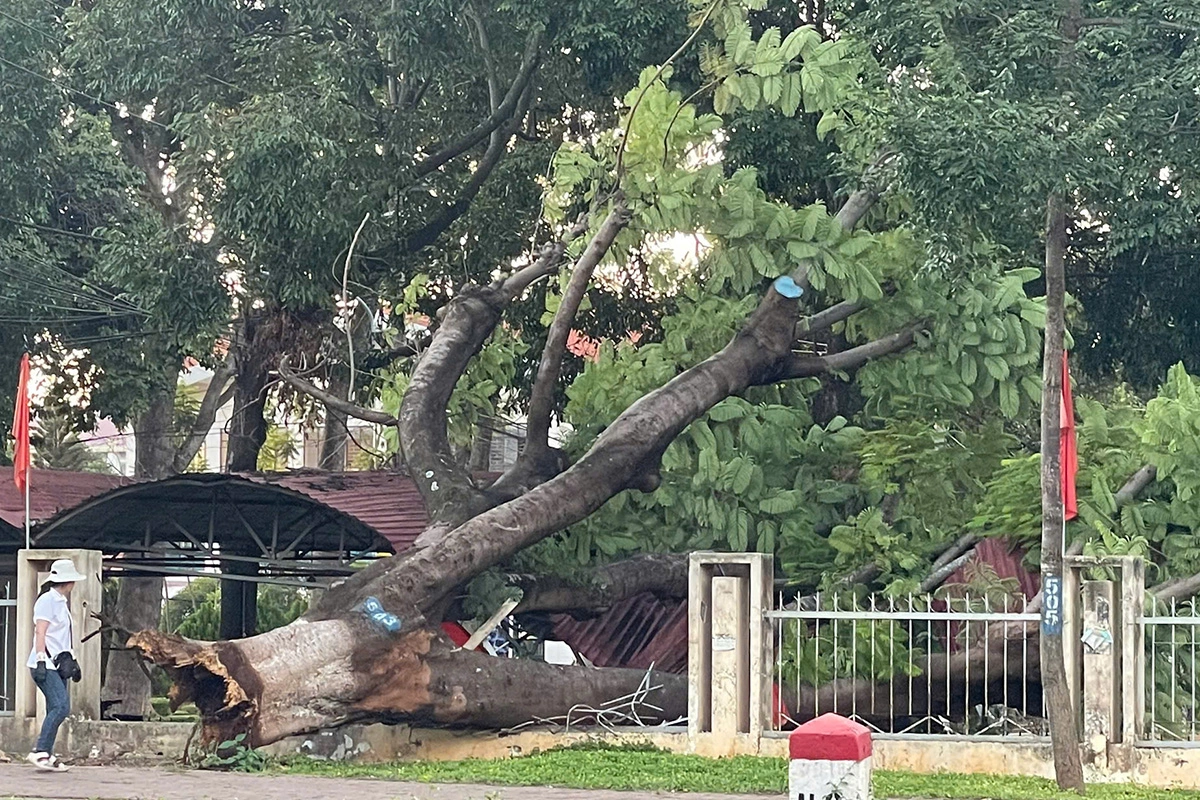Ancient flamboyant tree uproots, damages university parking shed