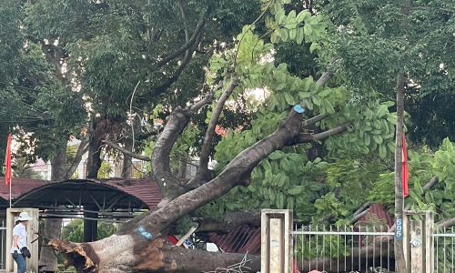Ancient flamboyant tree uproots, damages university parking shed