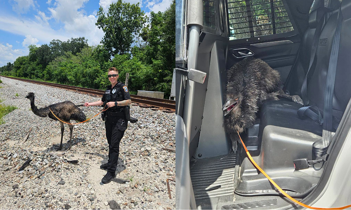 Police chase emu through Florida streets