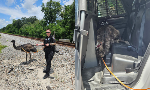 Police chase emu through Florida streets
