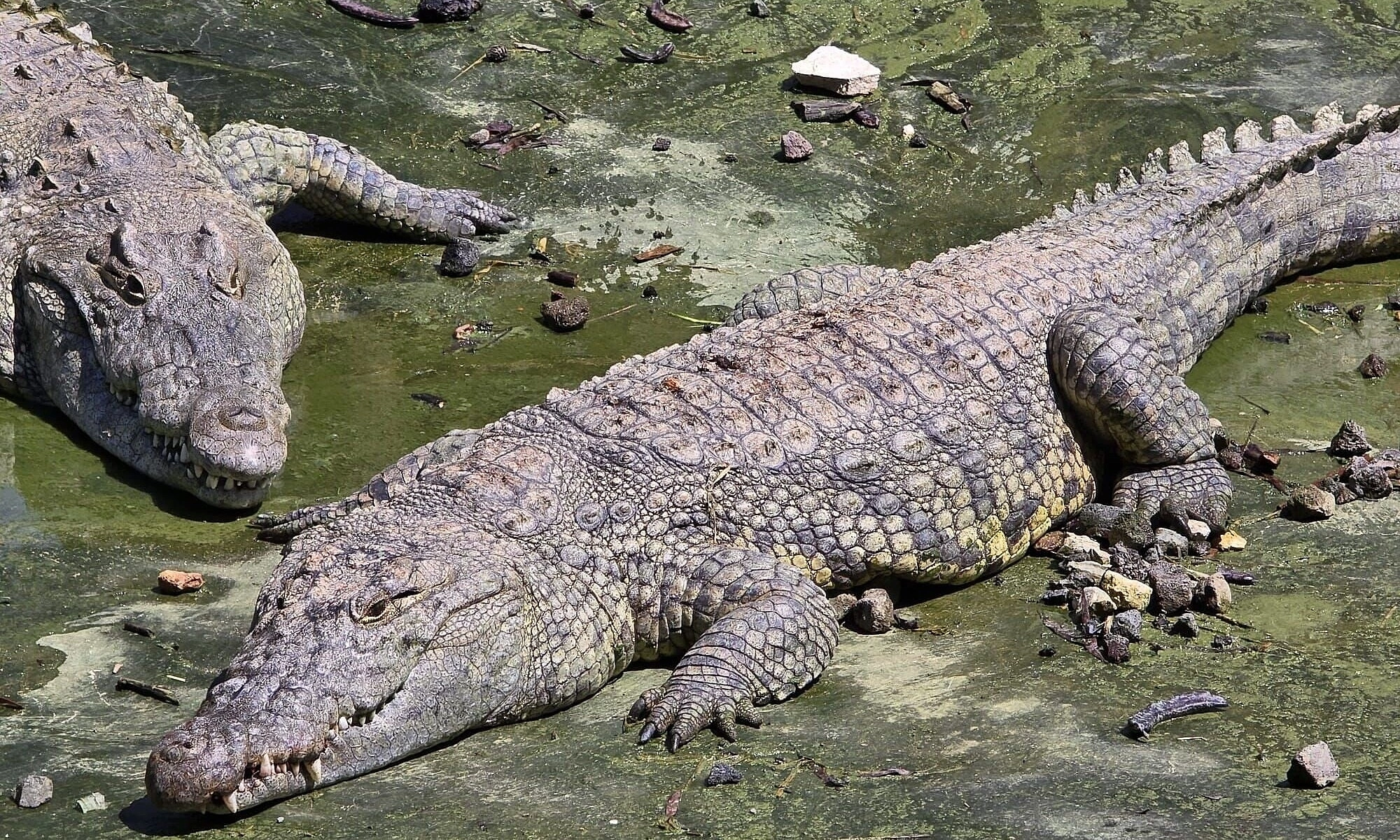 Israeli court bans use of crocodiles to guard prisoners