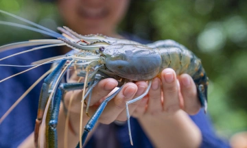 Can a child with a giant freshwater prawn allergy receive the HPV vaccine?