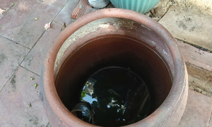 Fear of dengue fever re-infection
