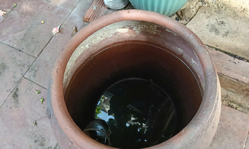 Fear of dengue fever re-infection