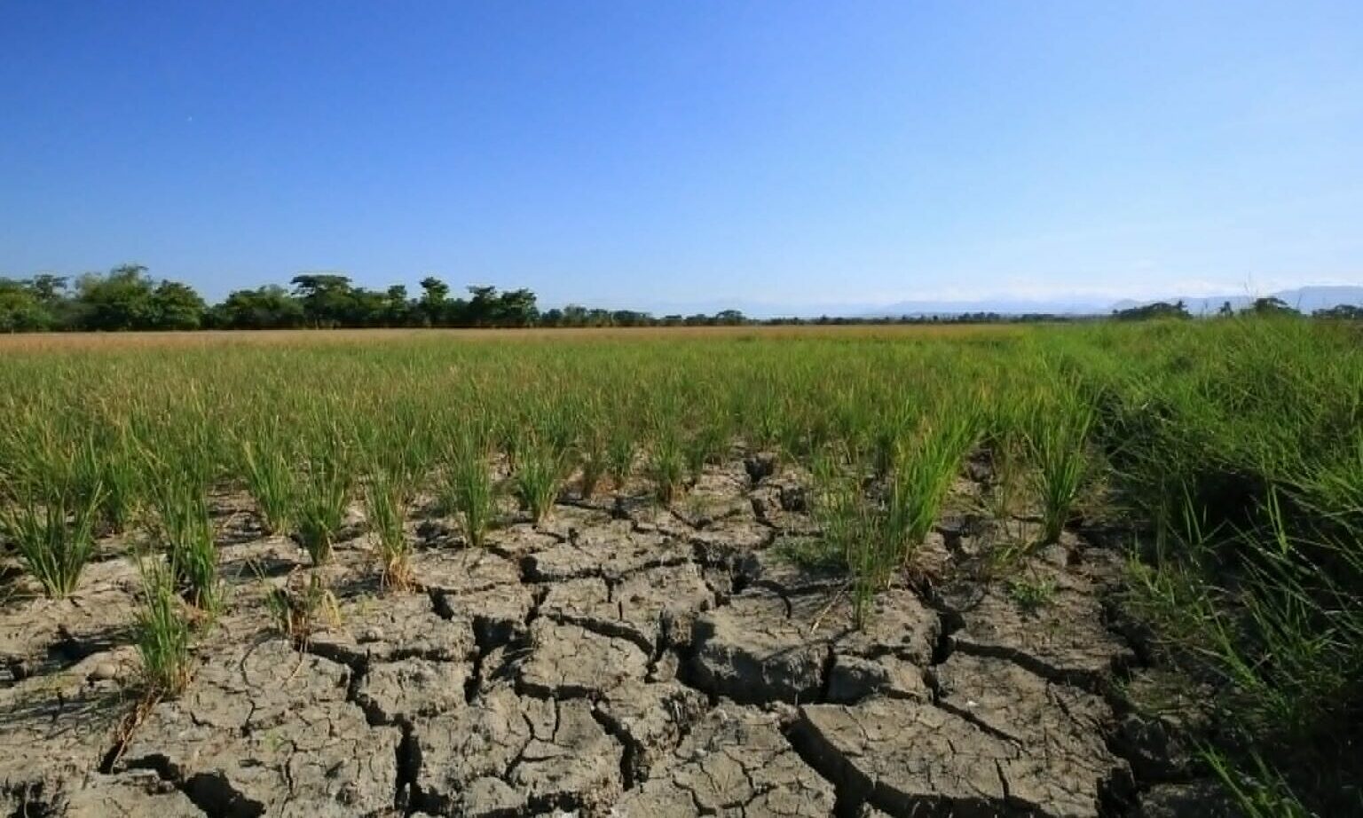 Philippines continues rice imports amid El Niño concerns