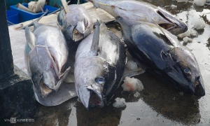 Vietnamese businesses struggle to meet EU recycled packaging requirements