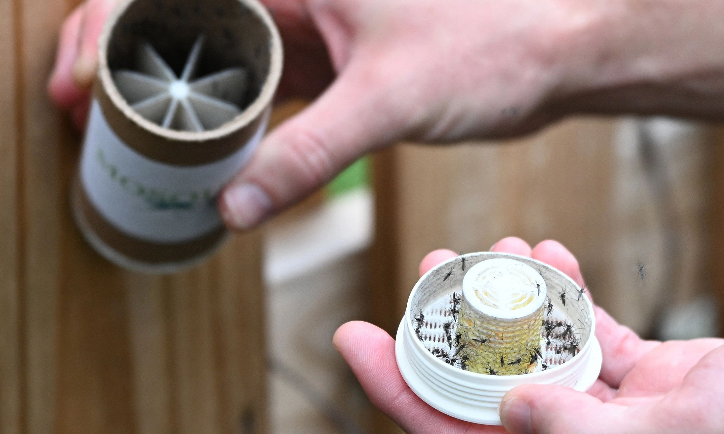 US company uses mosquitoes to fight mosquitoes