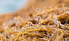 Three types of Japanese brown algae rich in nutrients