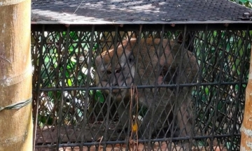 Wild monkey attacks lead to dozens of school closures