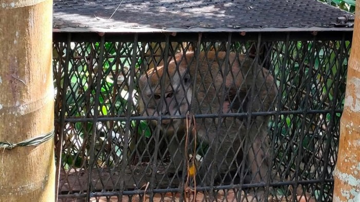 Wild monkey attacks lead to dozens of school closures