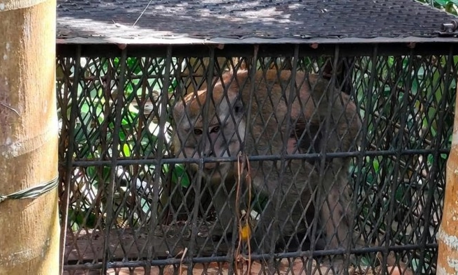 Wild monkey attacks lead to dozens of school closures