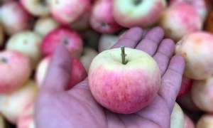 Does eating a lot of fiber help with weight loss?