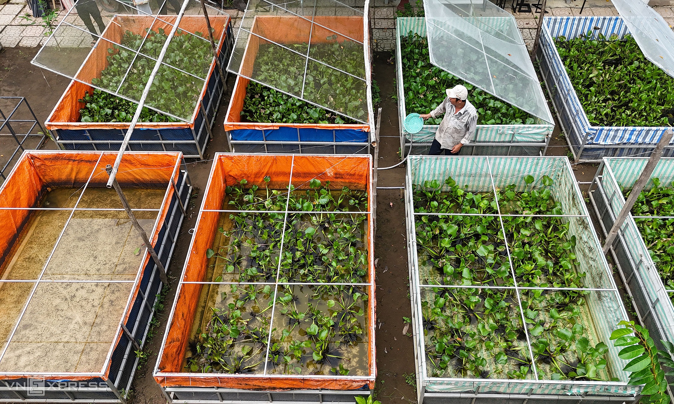 Giant water bug farm earns hundreds of millions of dong annually in the Mekong Delta
