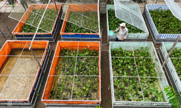 Giant water bug farm earns hundreds of millions of dong annually in the Mekong Delta