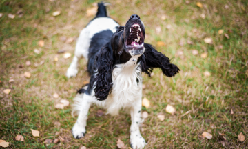 Why are multiple rabies vaccine doses necessary after a dog bite?