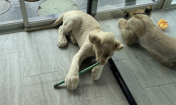 Chinese tourist claims lion cub bite at Phuket cafe